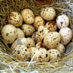 свойства перепелиных яиц